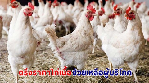 "พาณิชย์" สั่งตรึงราคาไก่เนื้อ เป็นเวลา 6 เดือน ช่วยเหลือผู้บริโภค