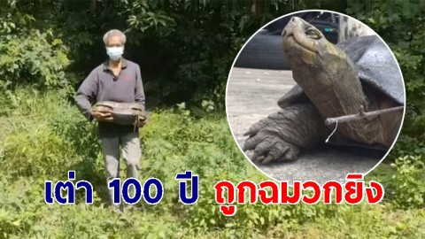พบเต่าอายุ 100 ปี ถูกฉมวกยิงปลา ปักเข้าในกระดอง ร้องขอความช่วยเหลือ