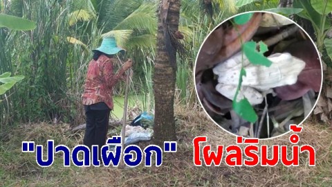 คอหวยแตกตื่น "ปาดเผือก" โผล่ริมน้ำป่าละเมาะ ตีเลข 3 ตัวชัดๆ