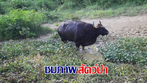 ชมภาพกล้องดักถ่ายภาพสัตว์ป่า ทุ่งหญ้าเขาแร่-ทุ่งหญ้าตาเรือง จ.จันทบุรี