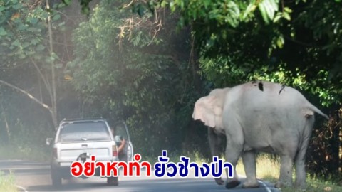 วิจารณ์ยับ นทท.เบิ้ลรถใส่ช้างป่า อุทยานแห่งชาติเขาใหญ่