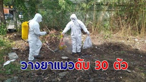 ทาสแมวใจสลาย! มือมืดวางยาแมว สิ้นใจกว่า 30 ตัว 