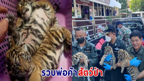 จนท.รวบพ่อค้าสัตว์ป่า คาปั้มน้ำมัน จ.มุกดาหาร พร้อมของกลางลูกเสือโคร่ง 4 ตัว