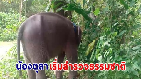 น้องตุลา เริ่มสำรวจธรรมชาติ  ตามนิสัยช้างเด็กขี้สงสัย