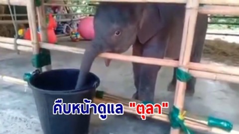 คืบหน้าดูแล น้องตุลา ลูกช้างป่าพลัดหลง ล่าสุดน้ำหนักอยู่ที่ 93.40 กิโลกรัม