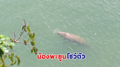ไม่ได้เห็นง่ายๆ ! น้องพะยูน ปรากฏตัวที่อุทยานแห่งชาติหาดเจ้าไหม