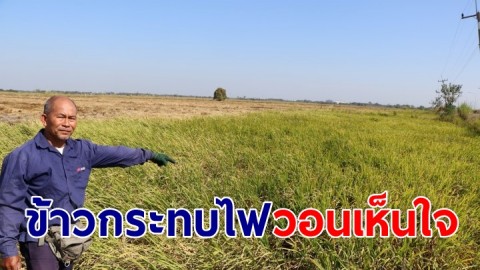 ชาวนาครวญข้าวกระทบไฟ-ไม่ออกรวง วอนเจ้าหน้าที่-ผู้ใช้ทางเห็นใจปิดไฟเป็นระยะ