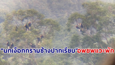 "นกเงือกกรามช้างปากเรียบ" อพยพแวะพัก เขตห้ามล่าสัตว์ป่าเขาท่าเพชร ป่ากลางเมือง จ.สุราษฎร์ฯ