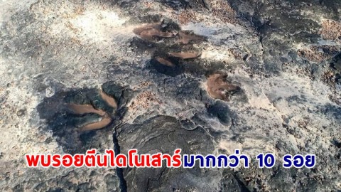 พบ "รอยเท้าไดโนเสาร์กินเนื้อ" แห่งใหม่ของไทย อายุกว่า 140 ล้านปี ในพื้นที่วนอุทยานภูแฝก เตรียมพัฒนาเป็นแหล่งเรียนรู้