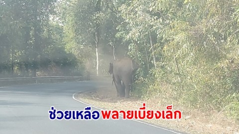 สุดสงสาร "พลายเบี่ยงเล็ก" ช้างป่าบาดเจ็บบริเวณหาง ณ อุทยานแห่งชาติเขาใหญ่