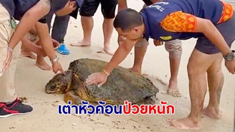 เต่าหัวค้อน อายุ 60 ปี ป่วยหนัก คลื่นซัดเข้าชายฝั่งเกาะสมุย