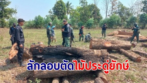 ลักลอบตัดไม้ประดู่ยักษ์อายุกว่า 80 ปี 2 ต้นใกล้ชายแดนไทย-กัมพูชาด้านปราสาทพระวิหาร