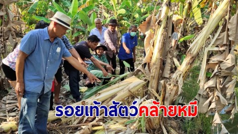 ชาวอู่ทองผวาพบรอยเท้าสัตว์คล้ายหมี บุกทำลายดงกล้วย 