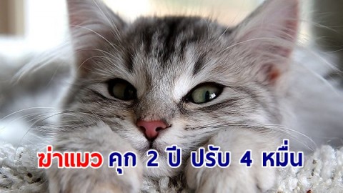 ตำรวจสอบสวนกลาง เผย ฆ่าแมว  มีโทษจำคุกไม่เกิน 2 ปี ปรับไม่เกิน 40,000 บาท