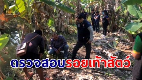 ปลัด อ.อู่ทอง-ปศุสัตว์ ลงพื้นที่ตรวจสอบรอยเท้าสัตว์ คาดเป็นสัตว์ป่ายังไม่ระบุชัด