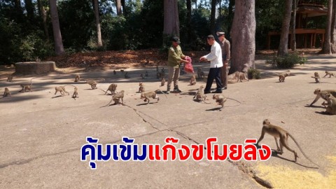 จนท.คุ้มเข้มหลังแก๊งต่างชาติ-คนไทย ลอบขโมยลิงแสม ในวนอุทยานดอนเจ้าปู่ตา ส่งขายต่างประเทศ