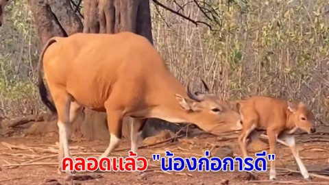 ลูกวัวแดงตัวแรกของปี "น้องก่อการดี" ณ ศูนย์ศึกษาธรรมชาติและสัตว์ป่าเขาน้ำพุ แหล่งอนุรักษ์วัวแดงที่สำคัญ