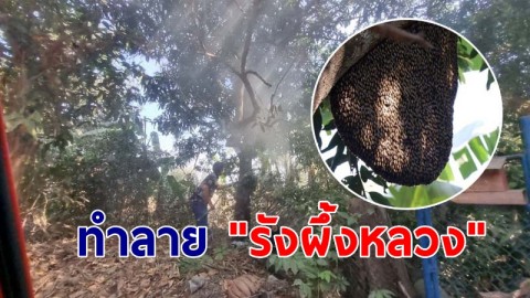 เจ็บกันถ้วนหน้า! จนท.ลุยทำลาย "รังผึ้งหลวง" หลังชาวบ้านโดนไล่ต่อย