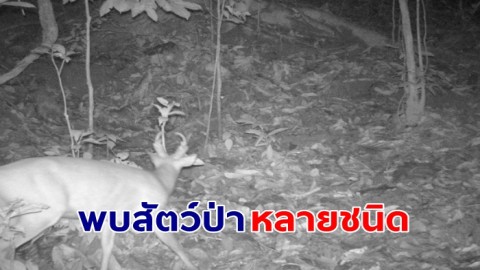 จนท.อช.บางลาง ลาดตระเวนพื้นที่พบสัตว์ป่าหลายชนิด แสดงถึงความสมบูรณ์ของผืนป่า