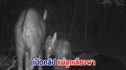 เปิดคลิป แม่ลูกเลียงผาพากันมากินน้ำ ในแหล่งน้ำที่จิตอาสา-เจ้าหน้าที่เขตห้ามล่าสัตว์ป่าเขาสมโภชน์ ทำไว้ให้สัตว์ป่า