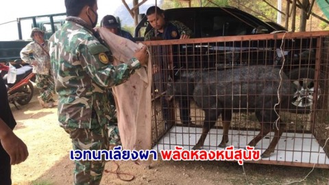 จนท.ขหล.เขาวงจันแดง ช่วยเลียงผาตาบอด หลังถูกสุนัขไล่ต้อนหนีลงฝายน้ำในหมู่บ้าน