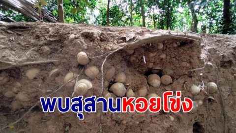 พบสุสานหอยโข่งโผล่กองดิน นับหมื่นชิ้นบนเนินภูเขาหินปูน พร้อมกระดูกโบราณ วอนตรวจสอบ