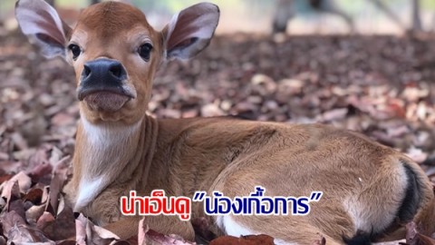 น่าเอ็นดู "น้องเกื้อการ" ลูกวัวแดงเกิดใหม่ตัวที่ 2 ของปี ณ ศูนย์ศึกษาธรรมชาติและสัตว์ป่าเขาน้ำพุ