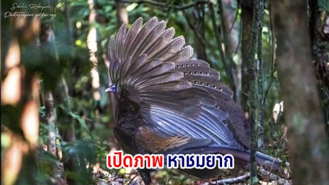 สุดอุดมสมบูรณ์พบ "นกหว้า" สัตว์ป่าหายาก  อวดโฉมหน้ากล้องดักถ่ายกว่า 20 ตัว ใน ขสป.กะทูน