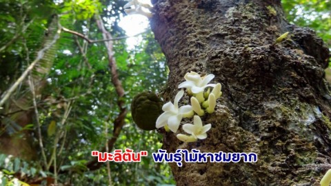 พารู้จัก "สาวตะกั่วป่า" หรือ มะลิต้น” พันธุ์ไม้หาชมยาก กลิ่นหอมแรงคล้ายกลิ่นของดอกมะลิ แต่กระจายไกลกว่า
