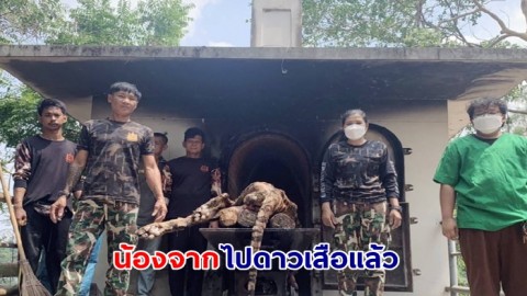 น้องจากไปดาวเสือแล้ว ! "ลายทอง" สิ้นแล้ววัย 20 ปี แห่งสวนสัตว์บึงฉวาก สุพรรณบุรี