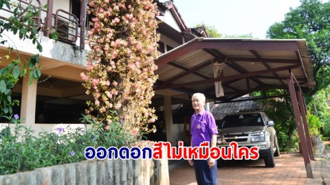 สาละทองผาภูมิ เหลือเพียง 2 ต้น เจ้าของนำมาจากอินเดีย ออกดอกสีไม่เหมือนใคร