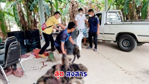 จนท.จับคนลักลอบค้าสัตว์ป่า จุดผ่อนปรน อ.เวียงแก่น สลดเจอซากตะกวด อีเห็น เม่น และซากสัตว์ป่าจำนวนมาก