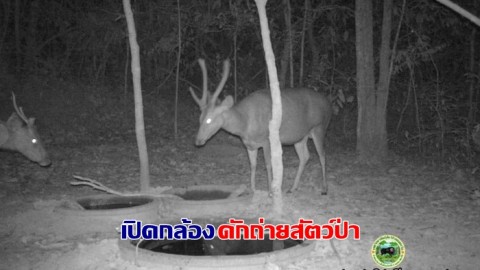 เขตรักษาพันธุ์สัตว์ป่าพนมดงรัก เปิดกล้องดักถ่าย พบสัตว์ป่าเข้ามาใช้ประโยชน์ในพื้นที่จำนวนมาก
