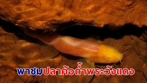ปลาค้อถ้ำพระวังแดง "ปลาไม่มีตา" ในถ้ำพระวังแดง ถ้ำที่ยาวที่สุดในประเทศไทย