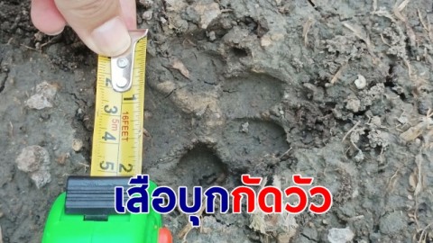 ชาวบ้าน อ.ด่านช้าง ผวาเสือบุกกัดวัว วอนหน่วยงานเข้าช่วยเหลือ