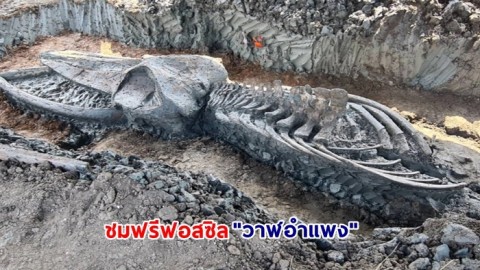 ชมฟรีฟอสซิล “วาฬอำแพง” ตัวแรกของไทย อายุ 3,380 ปี ที่กรมทรัพยากรธรณี ถึง 29 พ.ค.นี้