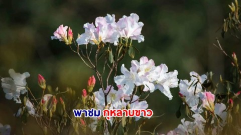 พาชม "กุหลาบขาว" พันธุ์ไม้พื้นถิ่นบนเทือกเขาสูง ชูช่อเบ่งบานสะพรั่ง บนลานหินปุ่ม อุทยานแห่งชาติภูหินร่องกล้า
