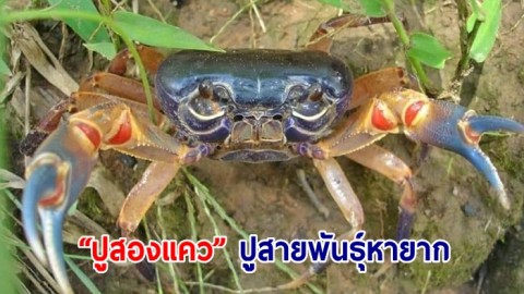 พารู้จัก “ปูสองแคว” ปูสายพันธุ์หายาก ถิ่นเดียวเฉพาะ จ.พิษณุโลก"