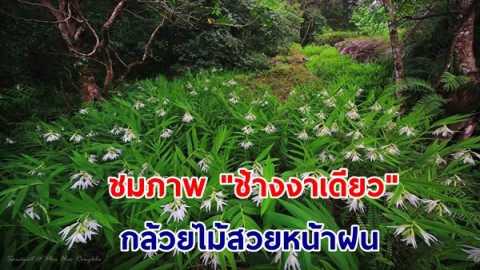 งดงาม "ช้างงาเดียว" กล้วยไม้สวยหน้าฝน ในผืนป่าอุทยานแห่งชาติภูหินร่องกล้า จังหวัดพิษณุโลก