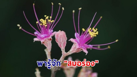 พารู้จัก "สมอร่อง" พันธุ์ไม้ถิ่นเดียวของไทย ออกดอกชูช่อสวยงามรับฤดูฝน