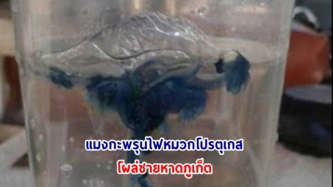 ไลฟ์การ์ดภูเก็ต เตือน แมงกะพรุนไฟหมวกโปรตุเกส โผล่ชายหาดภูเก็ต - อย่าตระหนกตก มีสติหากโดนพิษ