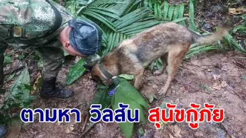 ตามหา วิลสัน สุนัขกู้ภัยฮีโร่ช่วย 4 ชีวิต เครื่องบินตกในป่าแอมะซอน