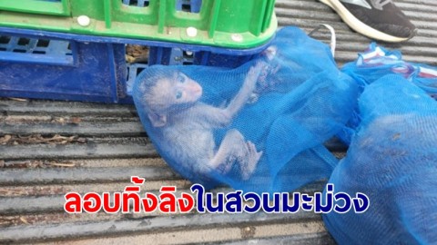 "แก๊งค้าสัตว์" ลอบทิ้งลิงตกไซต์ ในสวนมะม่วง
