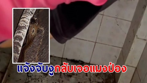 ป้าสุดงง! งูเห่าบุกบ้าน แจ้งกู้ภัยจับ กลับเจอแมงป่องแทน