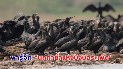 พารู้จัก "นกกาน้ำแห่งบึงบอระเพ็ด" นกที่มีท่ายืนคล้ายเพนกวิน แถมยังพุ่งตัวลงไปว่ายใต้น้ำได้อย่างคล่องแคล่ว
