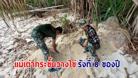 ข่าวดีอีกแล้ว แม่เต่ากระขึ้นวางไข่เป็นรังที่ 8 ของปี ที่ อช.อ่าวสยาม อีก 164 ฟอง