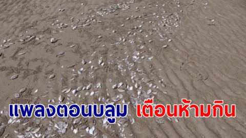 เกิดปรากฏการณ์แพลงตอนบลูม ปลาตายลอยเกยหาดทุ่งวัวแล่น เตือนชาวบ้านอย่านำไปรับประทาน