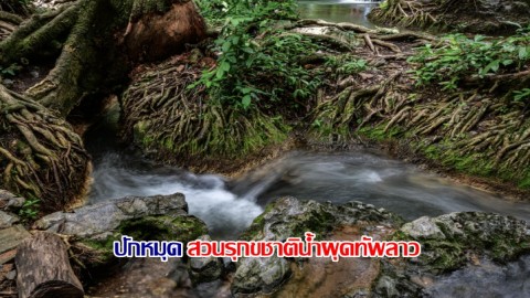 ปักหมุดที่เที่ยว สวนรุกขชาติน้ำผุดทัพลาว จังหวัดชัยภูมิ สุดฟินลำธารที่ไหลจากตาน้ำผุดใต้ดิน