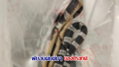 หนุ่มโชว์ภาพ โดนงูอะไรกัดที่เขียงยา เพจดังให้ข้อมูล อาจเป็นงูที่พิษรุนแรงอันดับต้นๆของไทย
