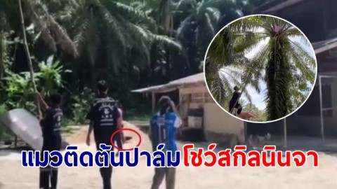 กู้ภัยอึ้ง! หมาไล่แมวหนีขึ้นต้นปาล์มสูง 5 เมตร ก่อนเหินหาวยังกับ "นินจา" เผยไม่เคยเห็นมาก่อน